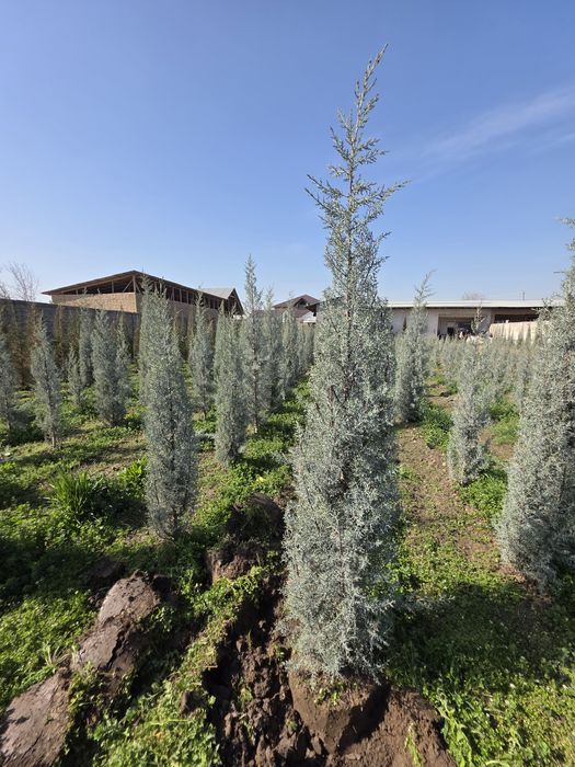 Arizonskiy Kiparis Italiyaniki