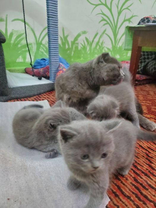 2 oylik juda quvnoq va chaqqon soğlom chista parodali mushuklar sotila