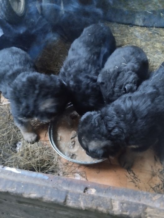 Щенки немецкой овчарки