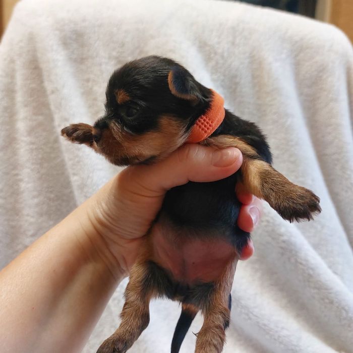 Очаровательные щенки Йорка.