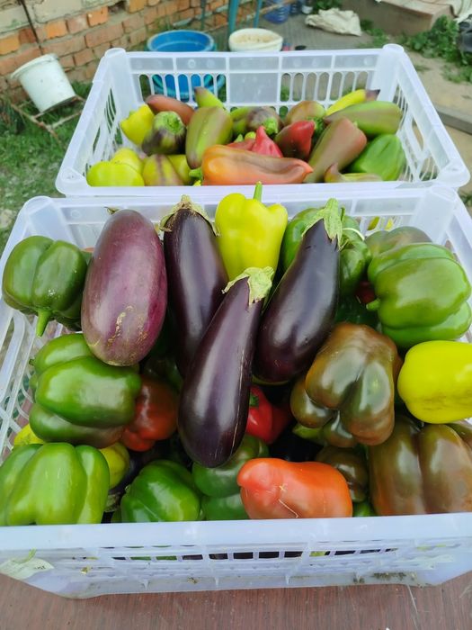 Продам перец и баклажаны