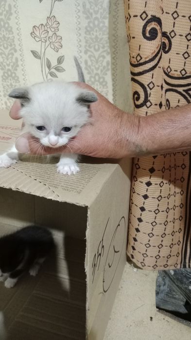 Отдам в добрые руки