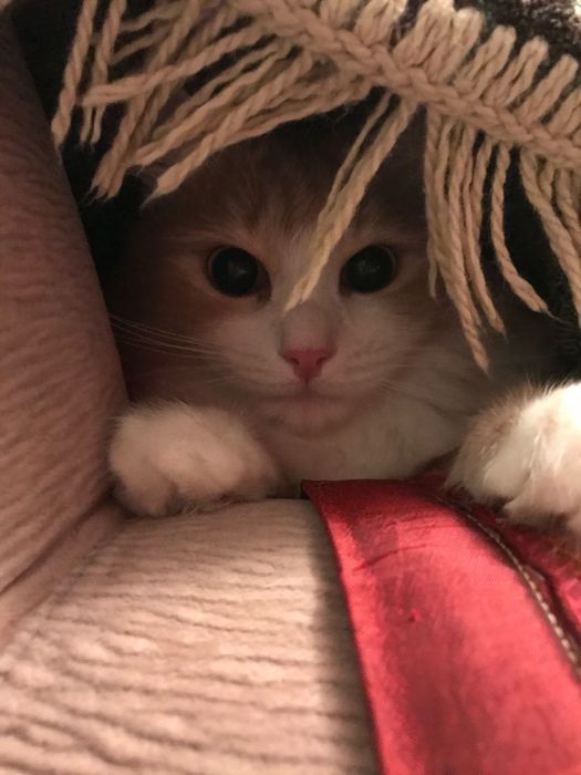 Отдам кота в хорошие руки!