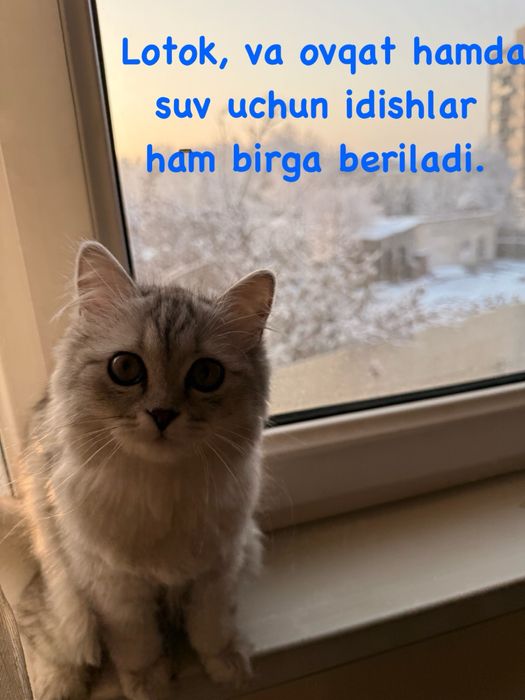 Mushuk, ogil bola. Scottish Straight. Hamma narsasi bilan birga.