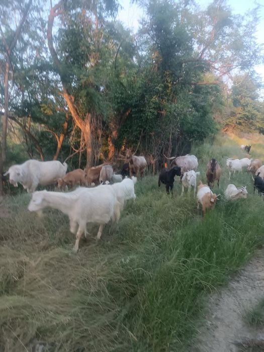 Vand Capre si iezi