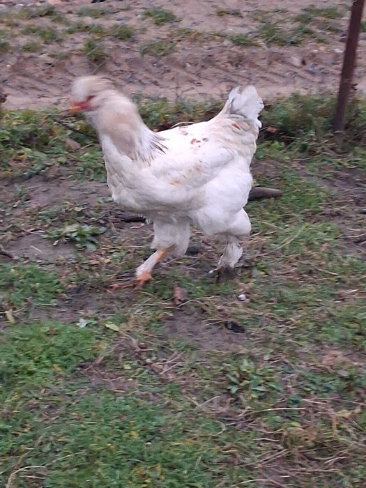 Cocosi motati barbosi