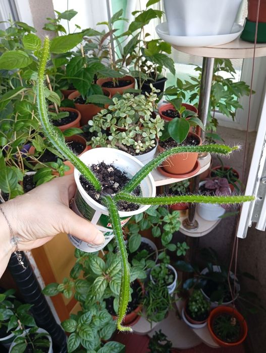 Комнатные растения продам