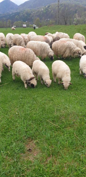 Vand 250 oi turcane  tinere cu miei