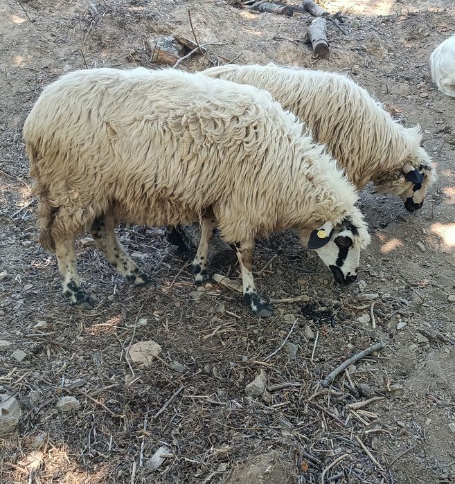 Vând o oaie și o mieluța