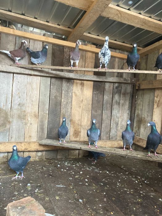 Porumbei germani 40 lei bucata