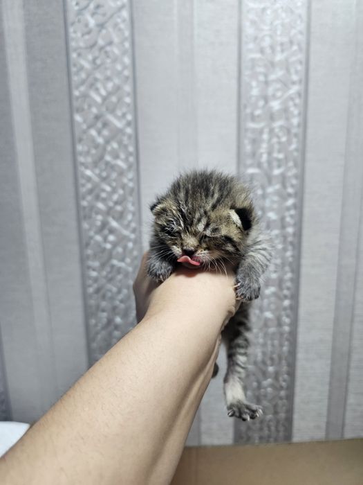 Отдам котят, мальчишки