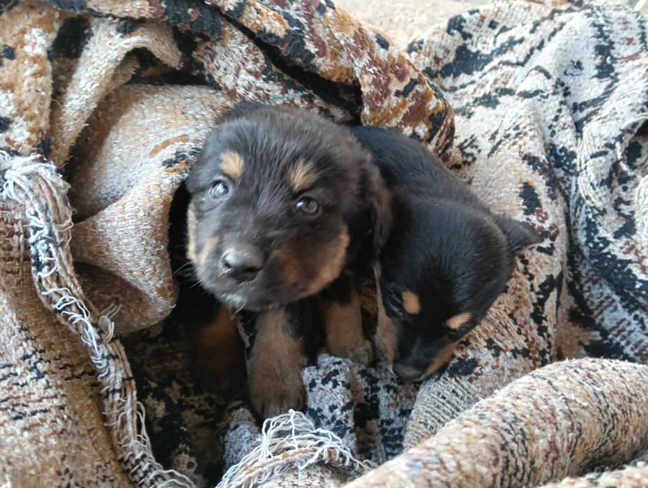 Ofer spre adopție doi cățeluși (fetiță și băiețel)