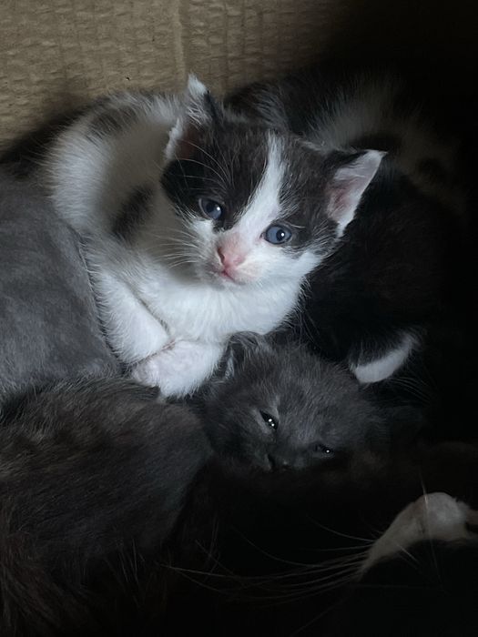 отдам котят в добрые руки