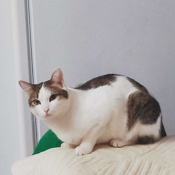 Кошка в новую семью