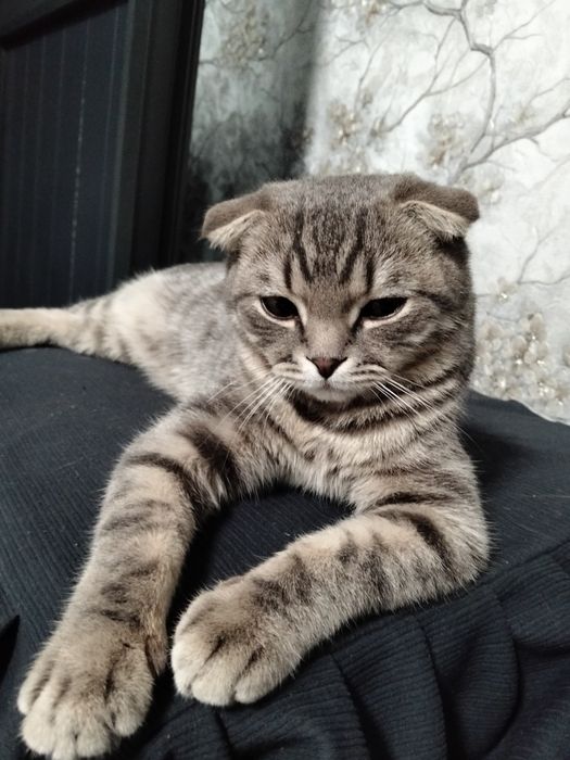 На вязку Шотландский вислоухий кот