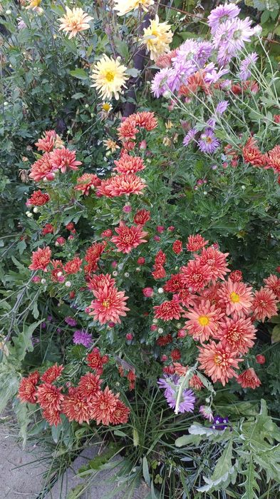 Хризантемы на срезку