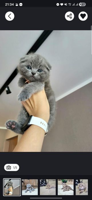 Шотландские милые фолды