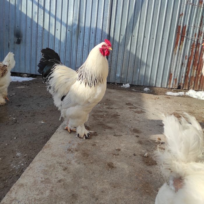 Майские молодые петухи