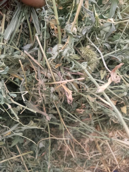 Vînd baloți de trifoi