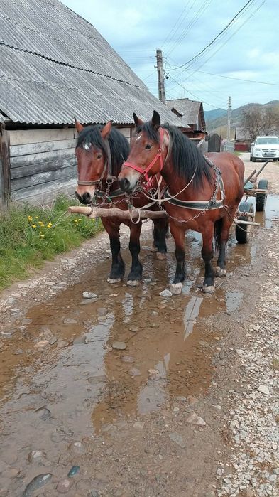 Mânza de vanzare de 3 ani