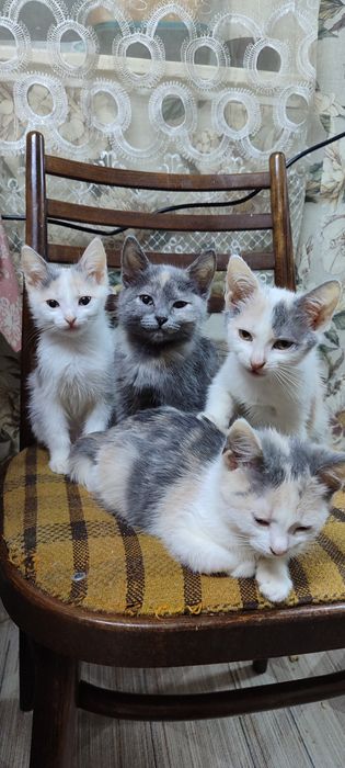 Отдам даром Котят.