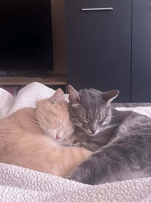 Две котета си търсят дом може и ПО ОТДЕЛНО