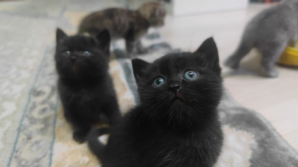 Котята в добрые руки