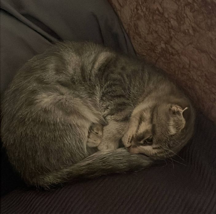 Кот котенок мальчик в самые любящие руки