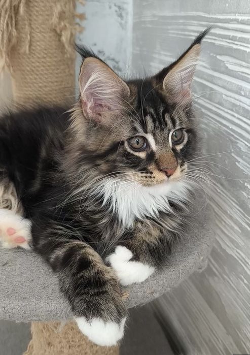 Продам котят Мейкун