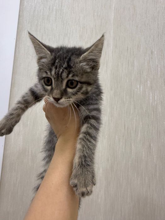 Продаётся котёнок, только в добрые и ответственные руки.