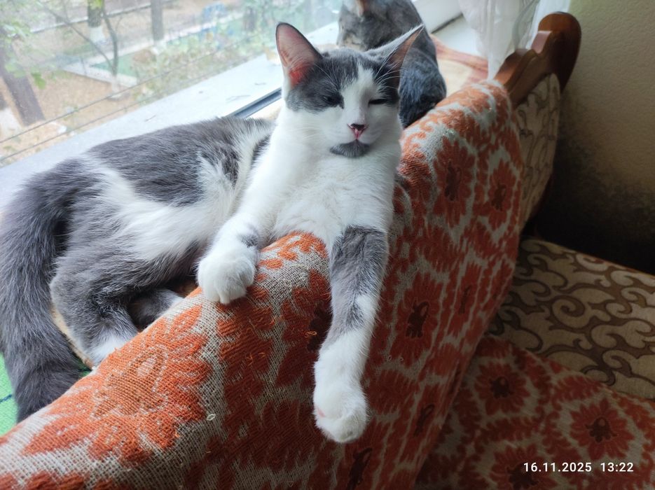 Отдам Кошечку в Добрые, надёжные и любящие руки .