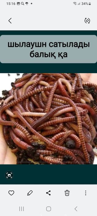 Шылаушан және биогомус.Гүлдерге ,бау-бақшаға арналған.