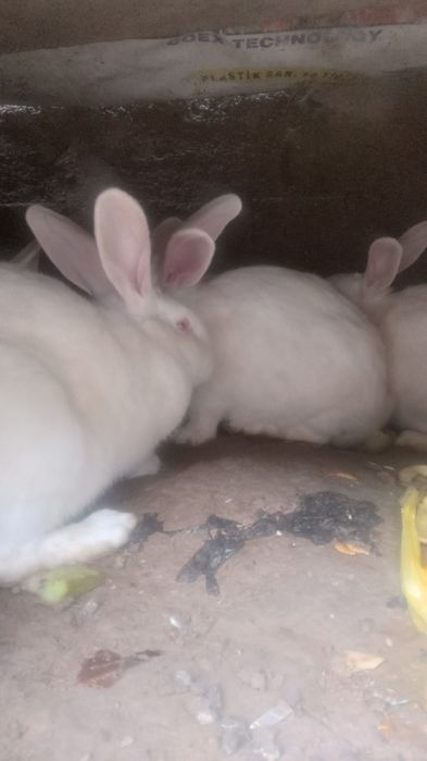 Velikan quyonlar sotiladi