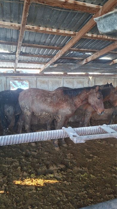 Соғым сатылады Құнан 2 жасар