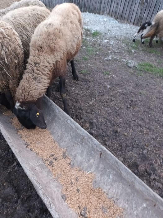 Vand oaie cu mielul langa ea