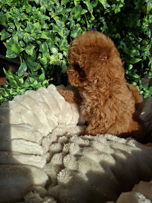 Резервирано.!Пудел  Мини Момиченце  с  Родословие