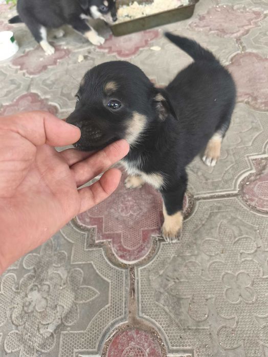 Отдам щенят в хорошие, добрые руки.