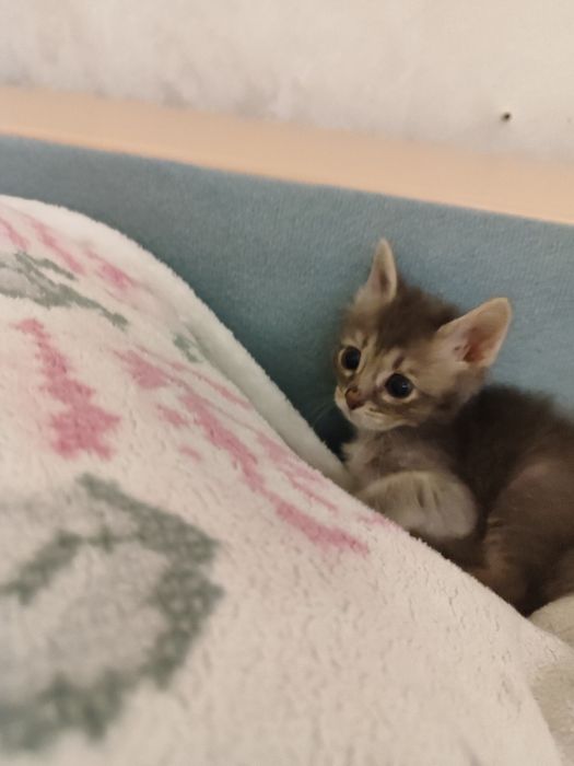 отдам в добрые руки  котёнка.