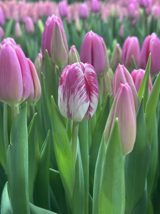 Тюльпаны на 8 марта