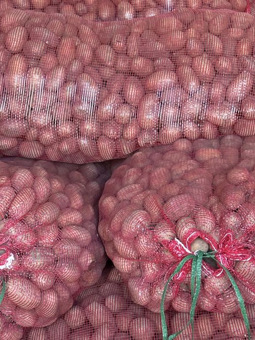 Продаем картофель 65 тенге семена