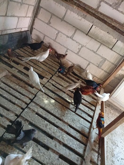 Vând fazani comuni..albi..auriu pe rosu tenebros