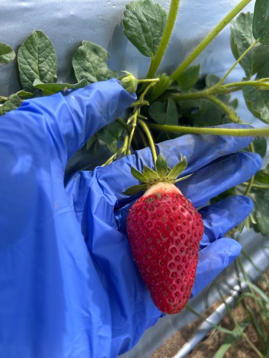 Продавам ягодиии