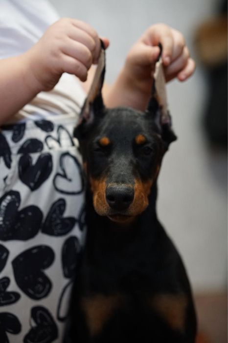 Продам щенков добермана