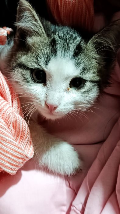 Отдам котят в добрые руки