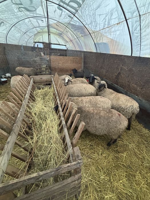 Vand 11 oi bune de tinut cu miei langa ele