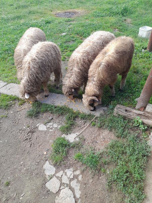 Vând 2 mielute și un berbecuț mielutele sunt gemene fatate din oaie care face 2 miei