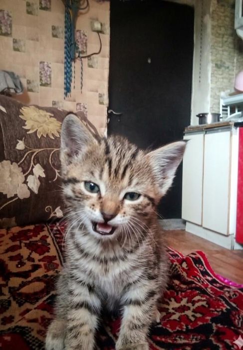 Отдам котят  милых