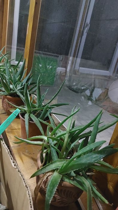 Алое вера лечебный