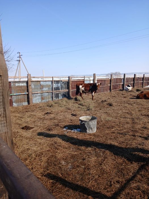 Продам бычка крупный, упитаный