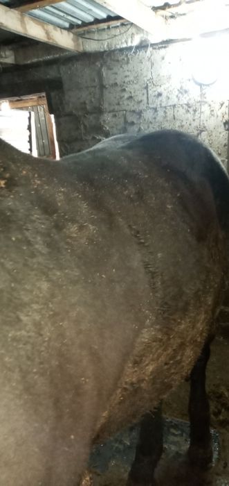 Продаётся лошадь 100дней на корме стоит